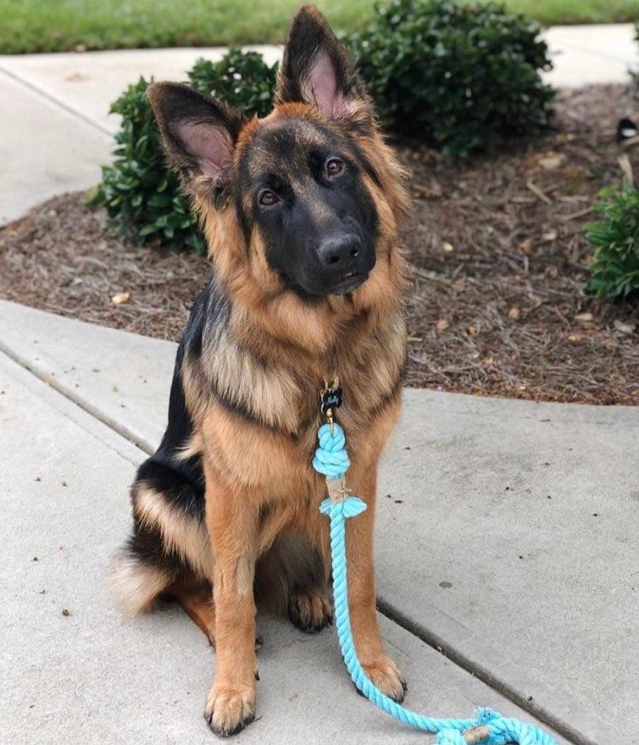 ROPE LEASH Dog Lead - Rainbow 5 feet in length